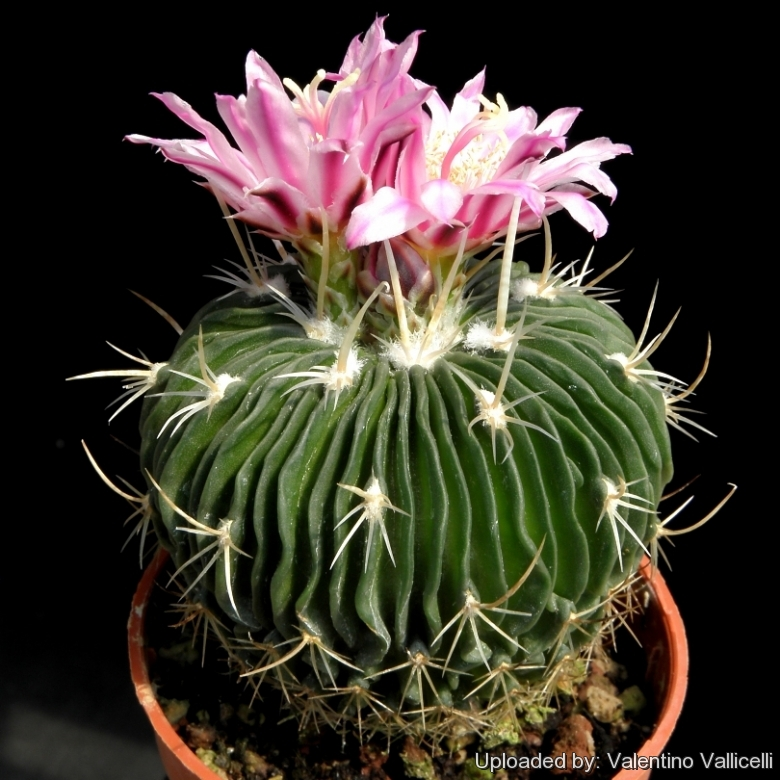 cristata brain cactus, succulent city