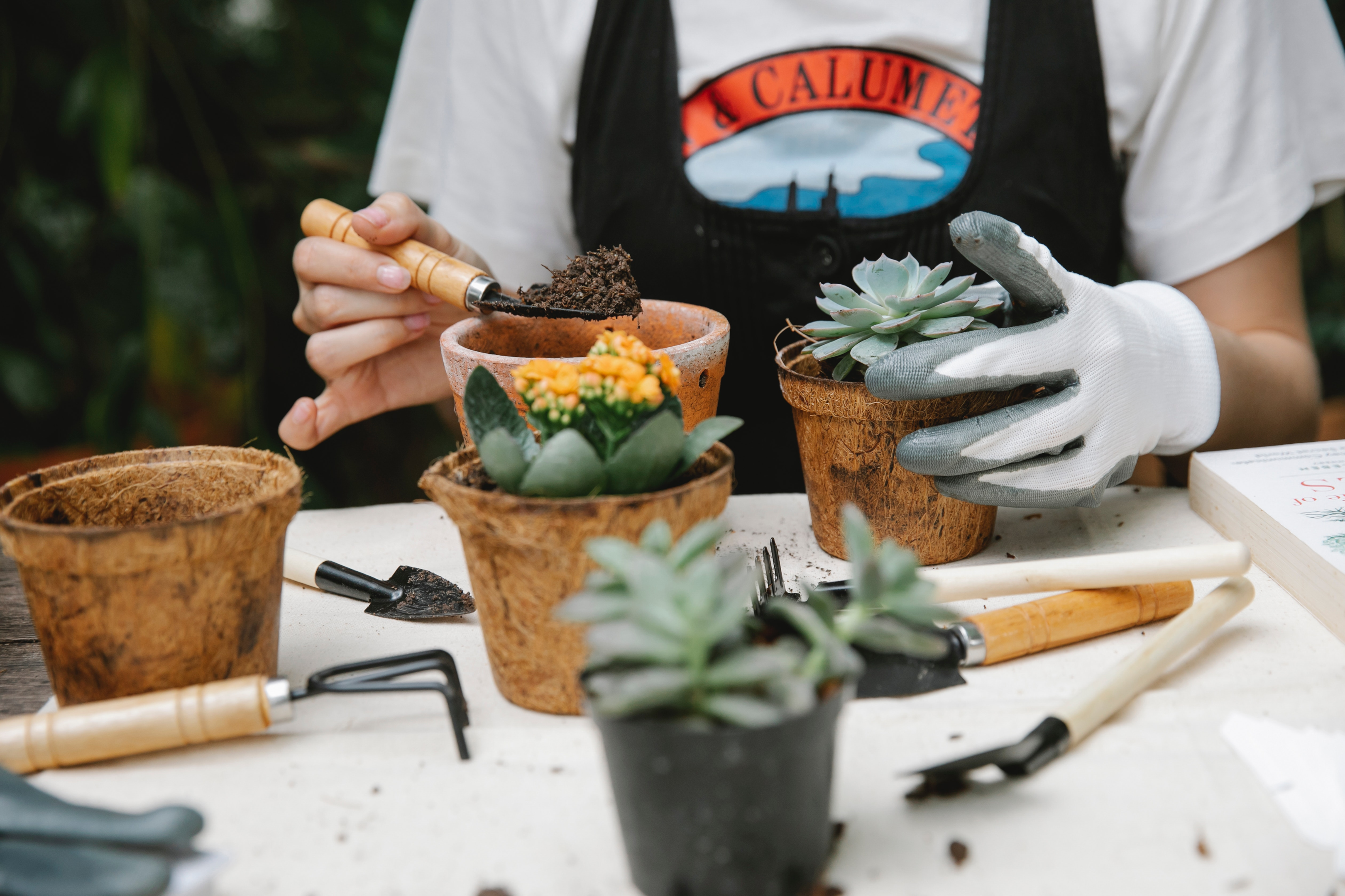 repotting tropical desert plants