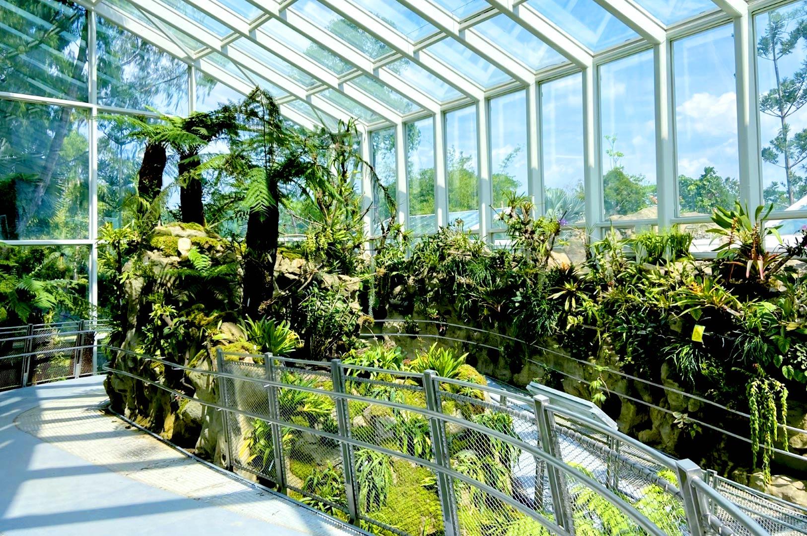 Glasshouse interior with tropical plants and elevated walkway