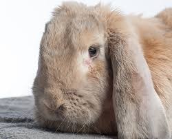 Lop Ear Rabbits Ear Care