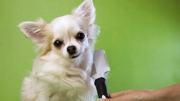 dog grooming, chihuahua