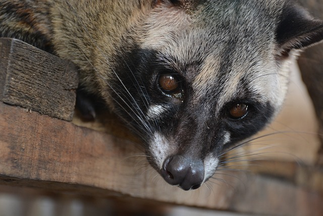 civets, animal, animals