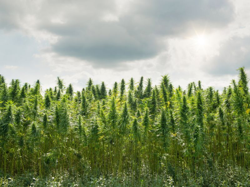 cannabis plant farm