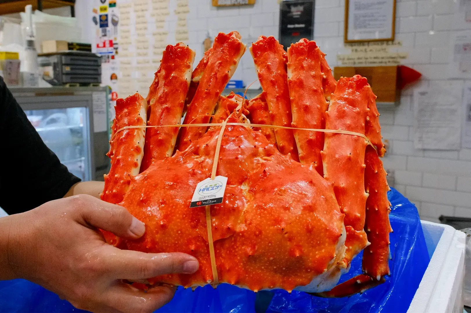 Chef holding a large fresh Hokkaido red king crab tied with twine showing HACCP quality certification tag.