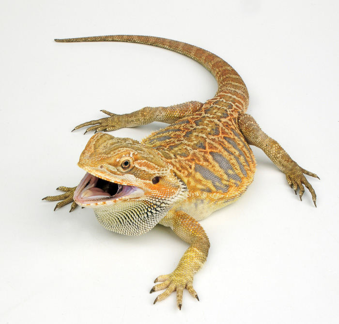 can bearded dragons have oranges?