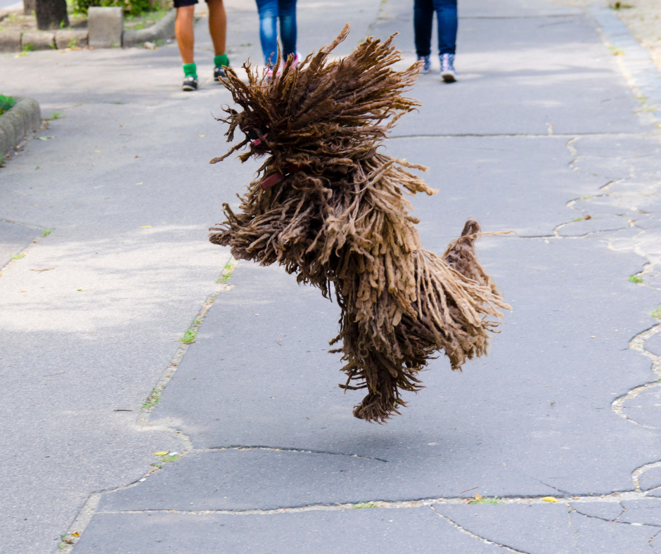 A Puli Dog jumping in the air on a sidewalk