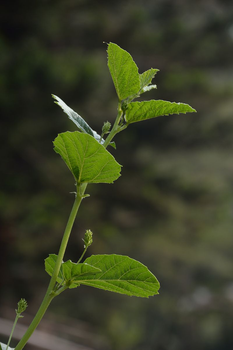 从中提取补骨脂酚的 Babchi 植物。