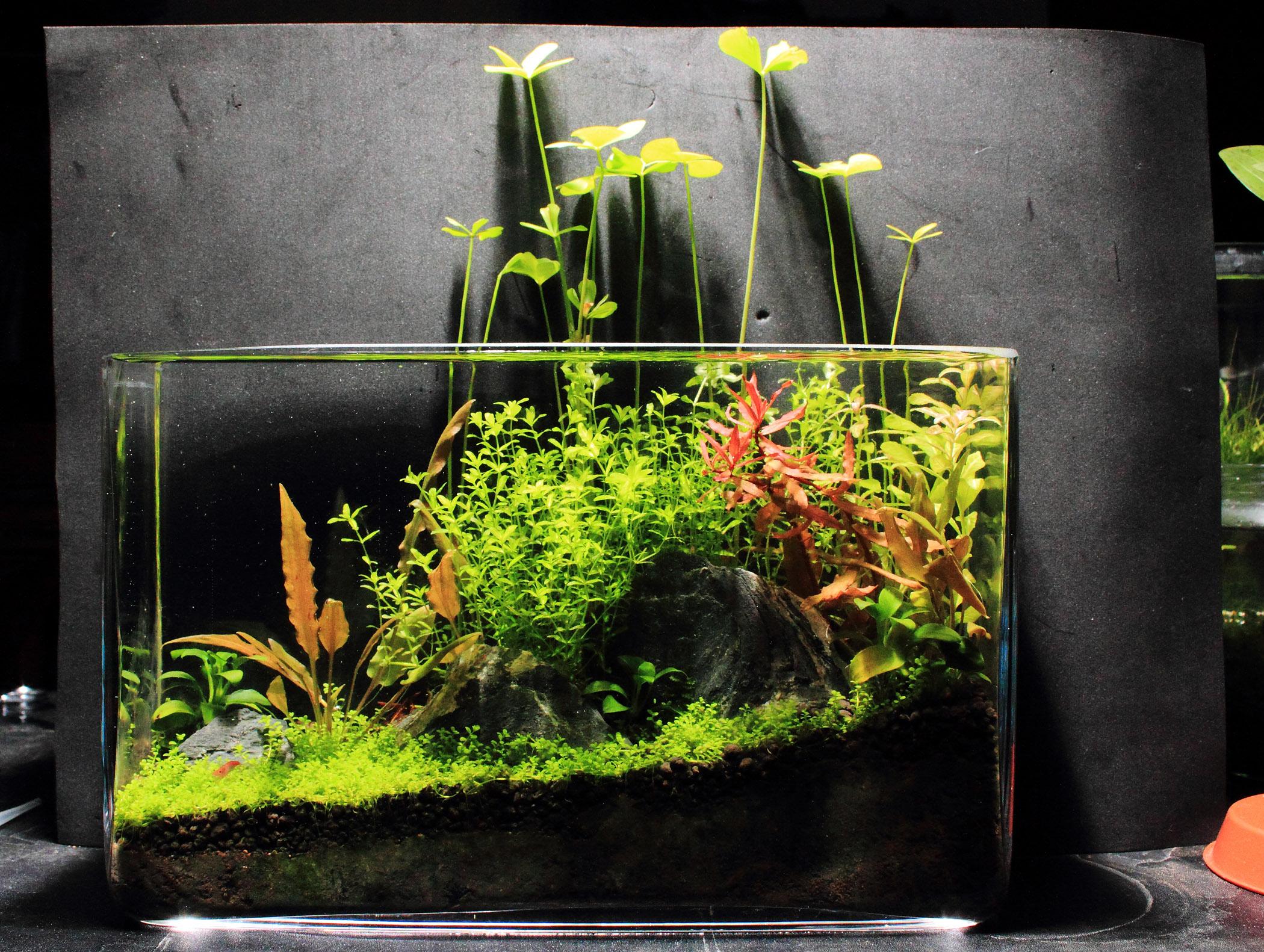 low tech planted aquarium 2hr Aquarist
