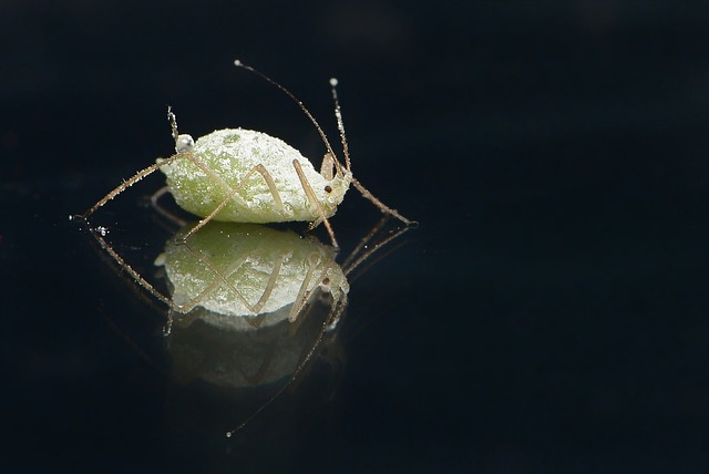 plant louse, louse, green