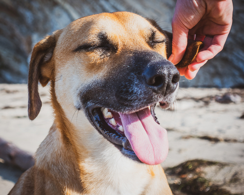 A smiling black mouth cur getting a pet from its owner