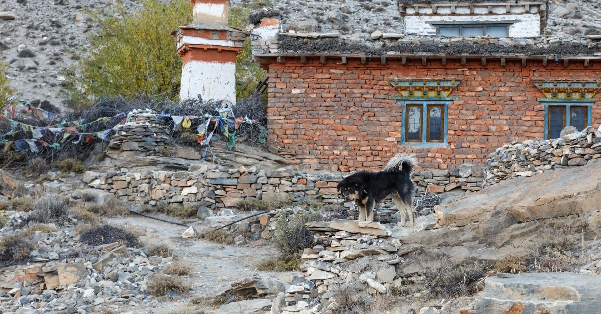 a tibetan mastiff in natural habitat