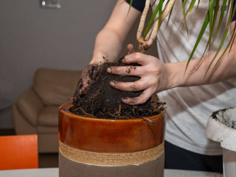 Changing the soil on bonsai root