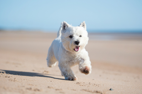 A Westie running on a beach