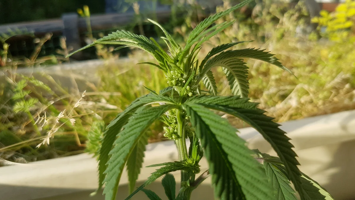 Male Cannabis Plant
