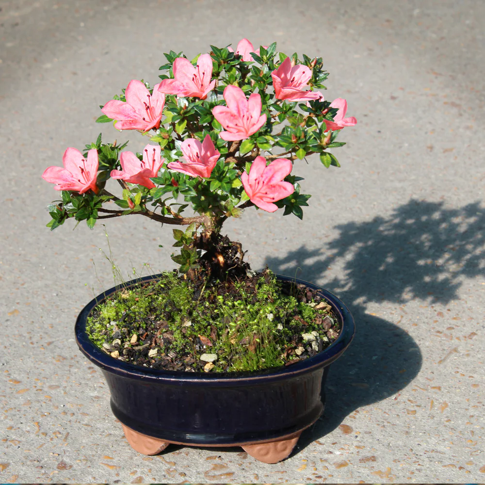 Overview of Brussel's Bonsai Live Satsuki Azalea Bonsai