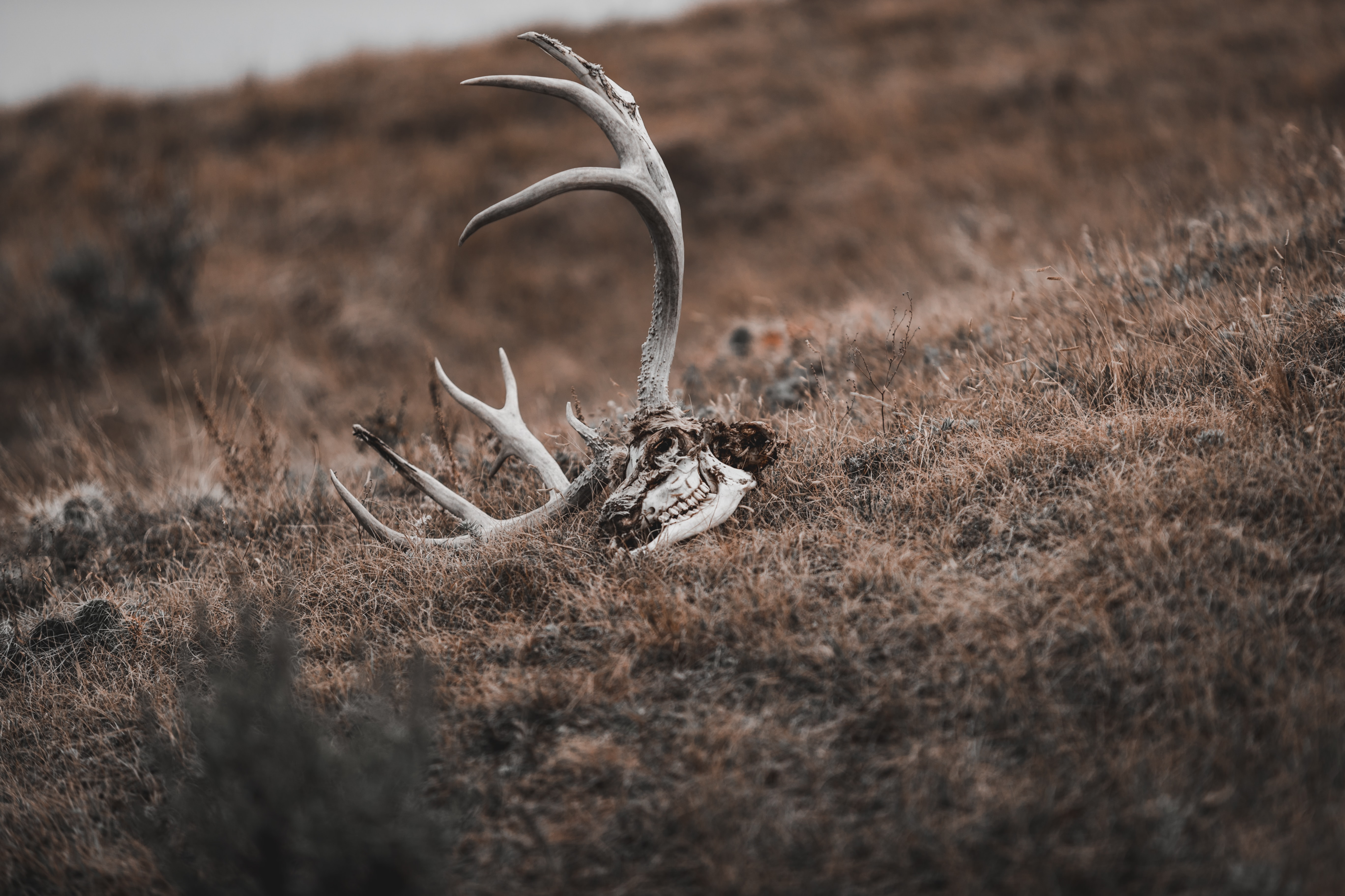 Velvet Antlers vs. Hard Antlers