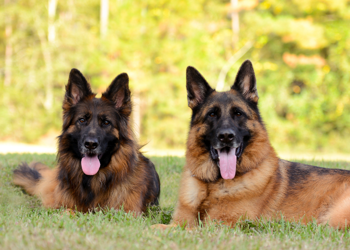 German Shepherd Growth & Weight Charts (Males & Females)