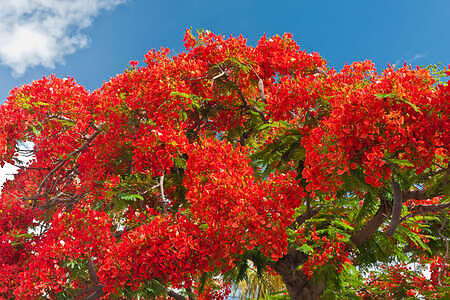 Delonix Regia tree, Fiji Vacation