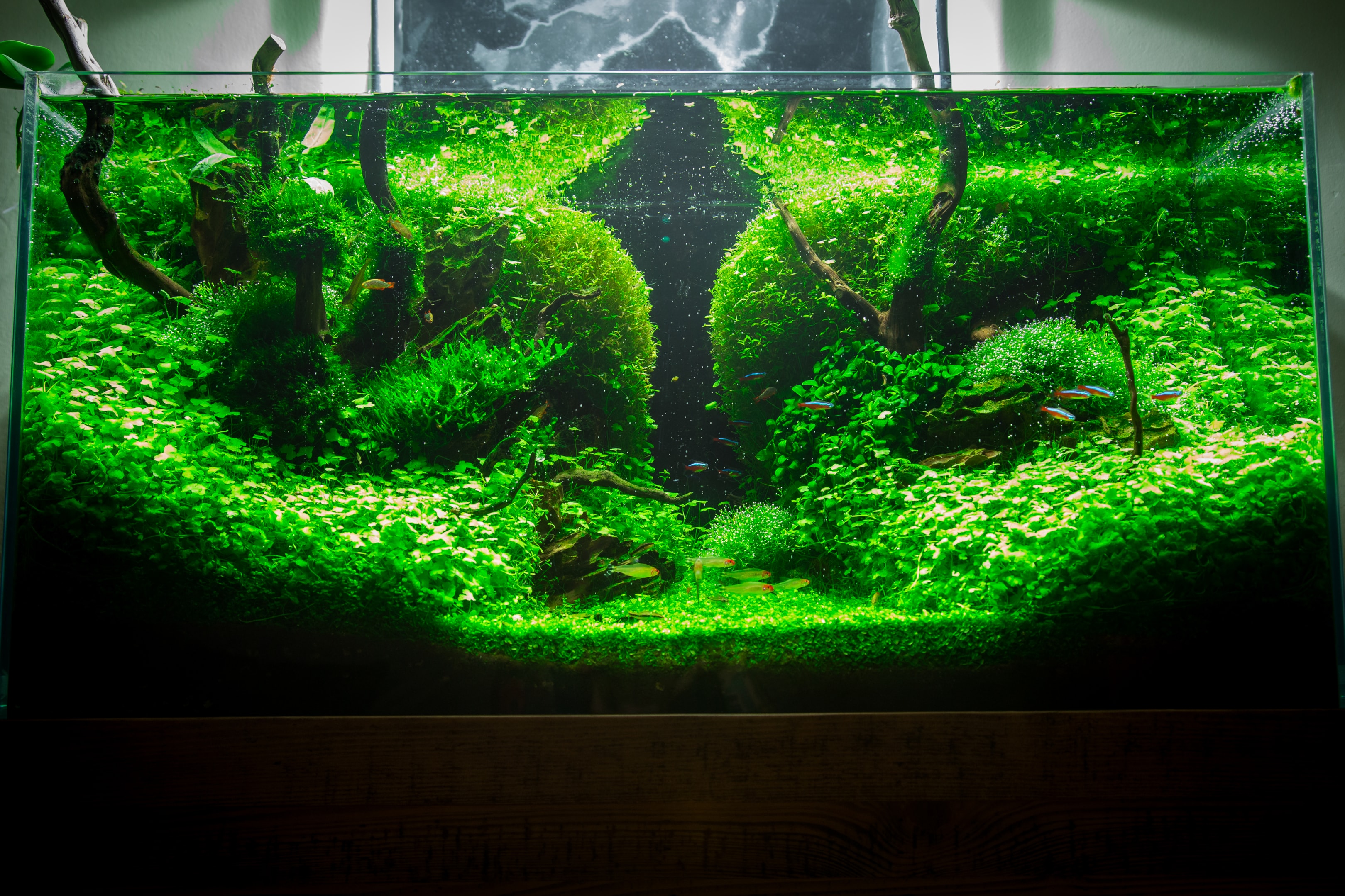 planted aquarium