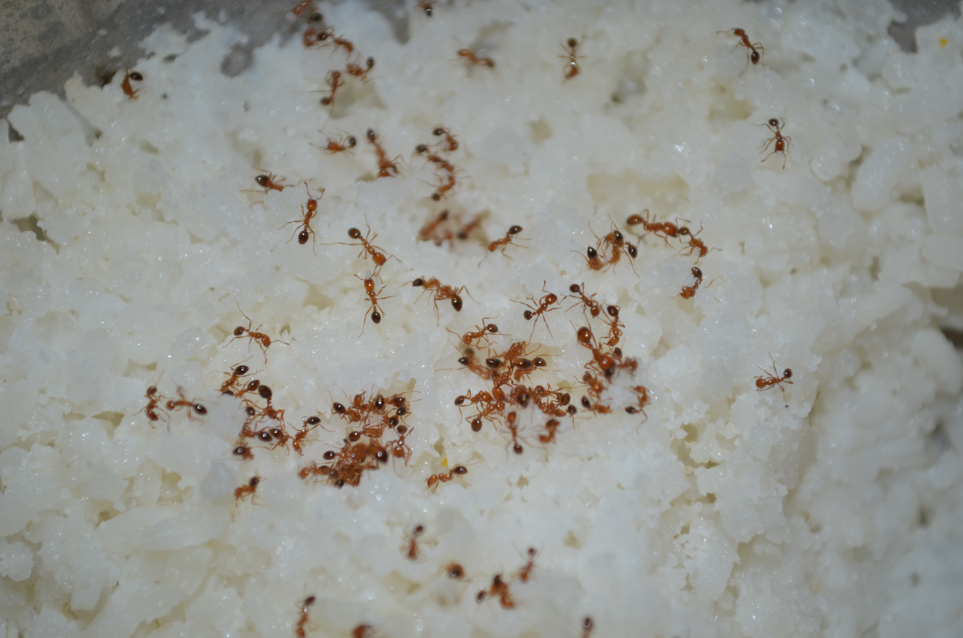 How do you Stop Ants from Eating Rice