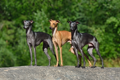 Three Italian Greyhounds standing side by side