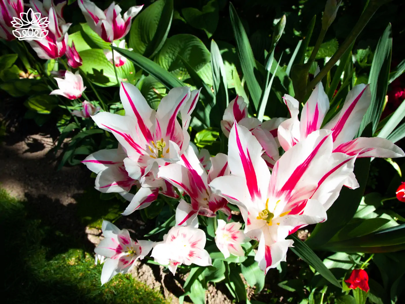 **Brightly coloured stargazer lilies with striking red and white petals, flourishing in a garden. Fabulous Flowers and Gifts.**