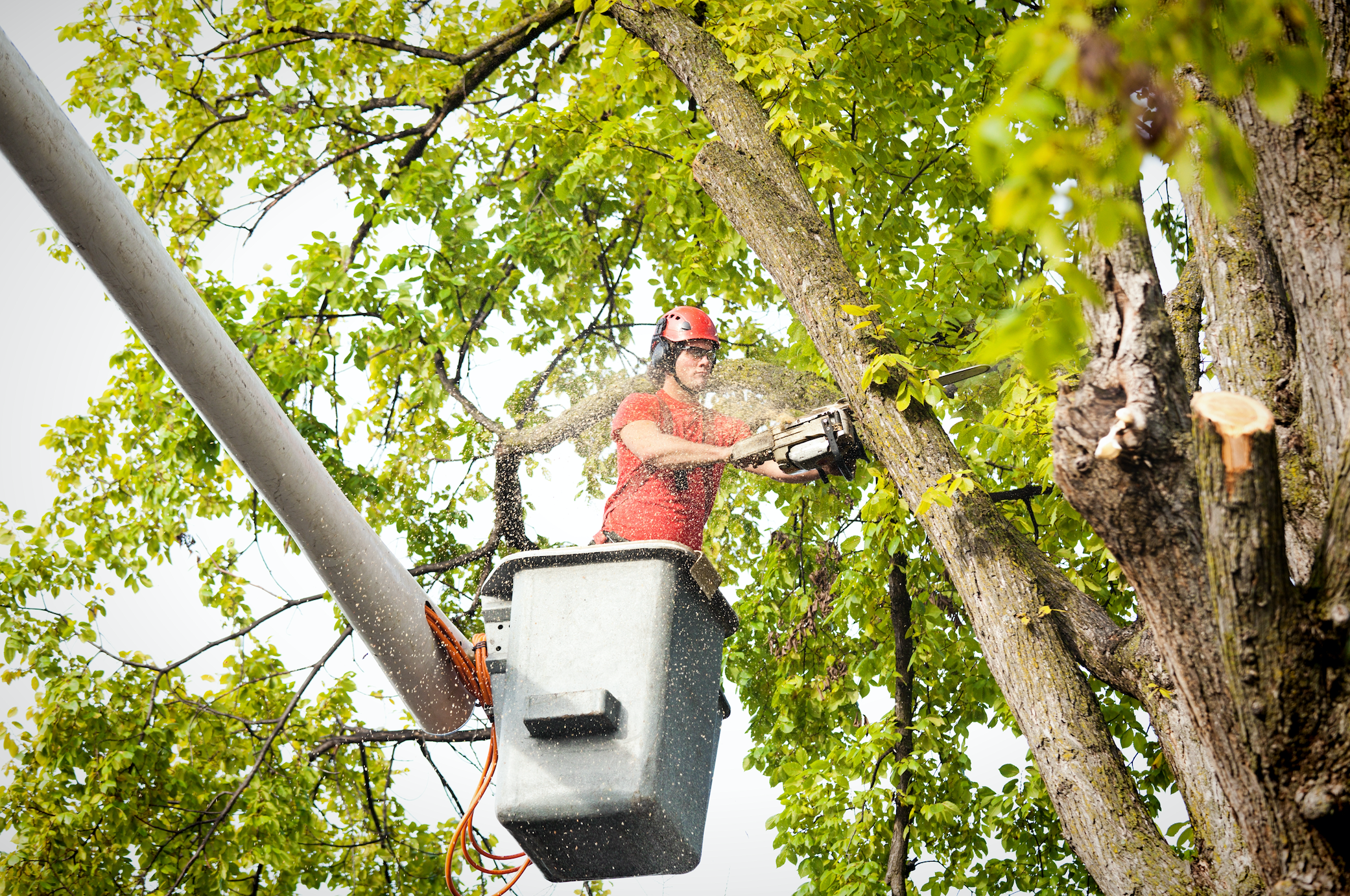 Arborist in a cherry picker performing tree maintenance. 