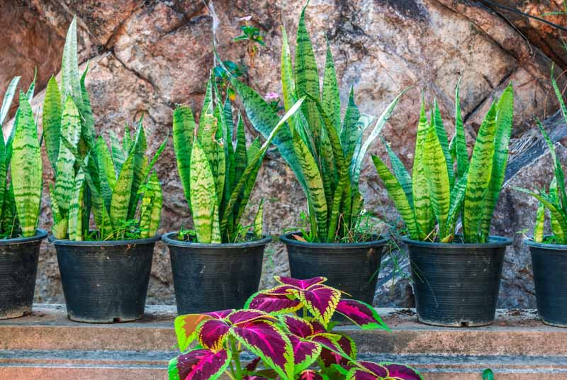 snake plant, Best Pot for Snake Plant