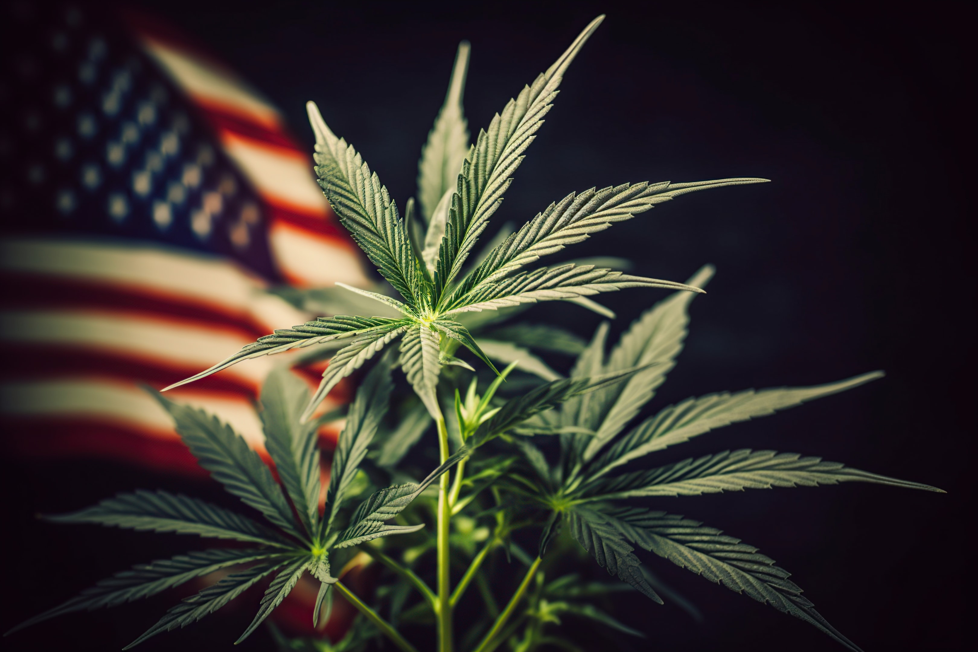 Exploring THCA Flower: Potential Benefits and Effects