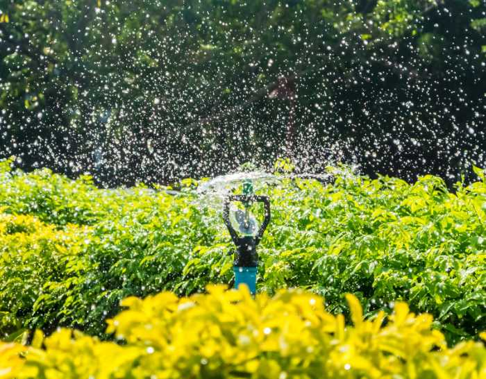 To water your lawn with enough water, aim to have a watering schedule with early morning watering. That is the best time to water lawn in hot weather.