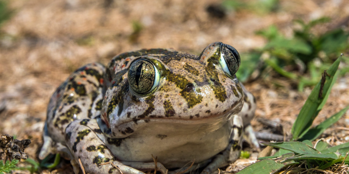 interesting animals in middle east