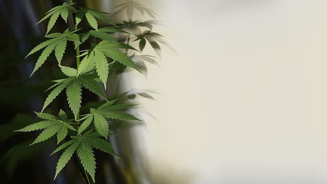 cannabis, hemp, plant