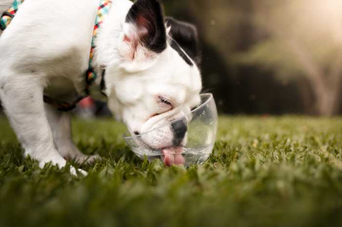 Image of a dog drinking water out of a bowl