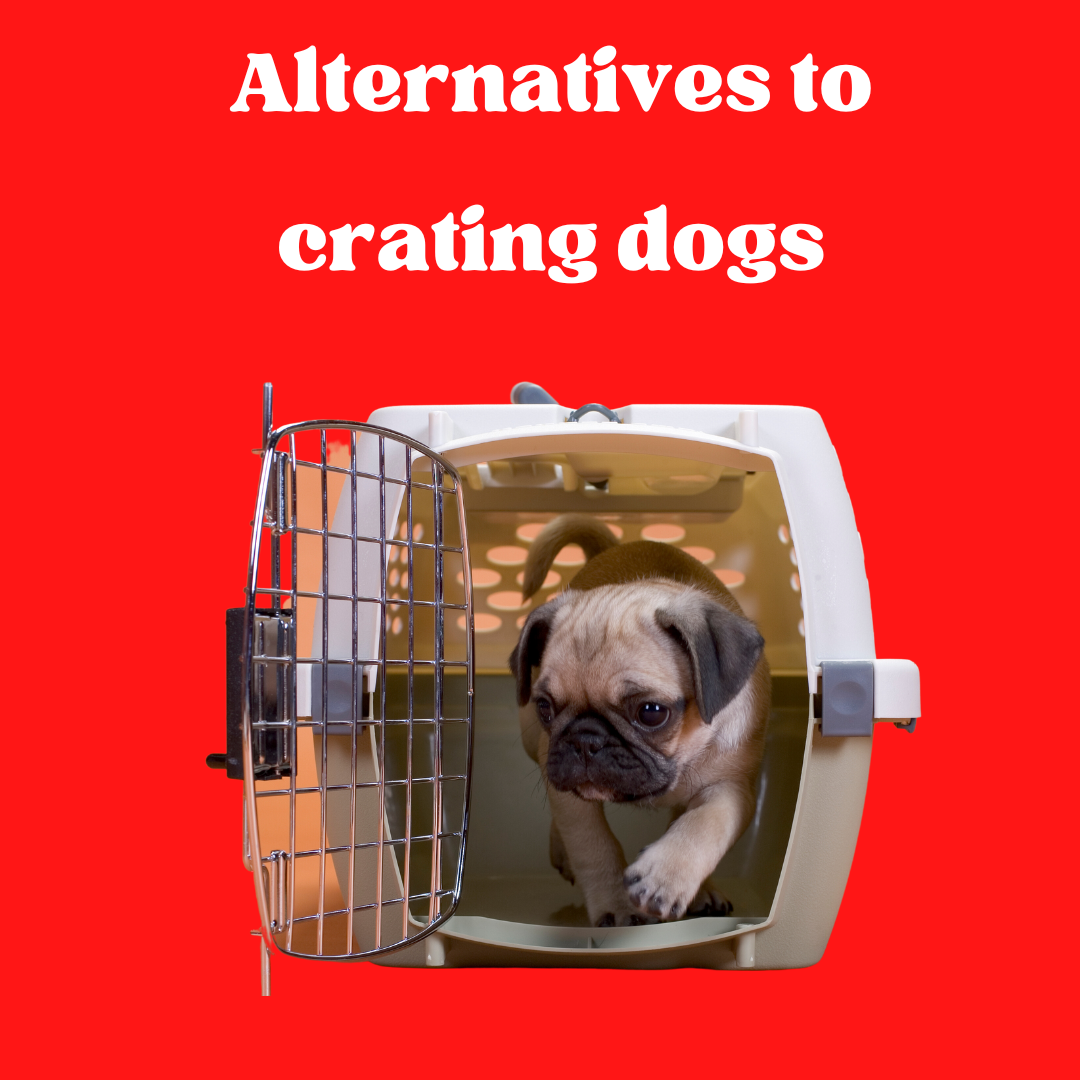 Why "Keeping dog in cage all day" is a terrible idea DailyBark