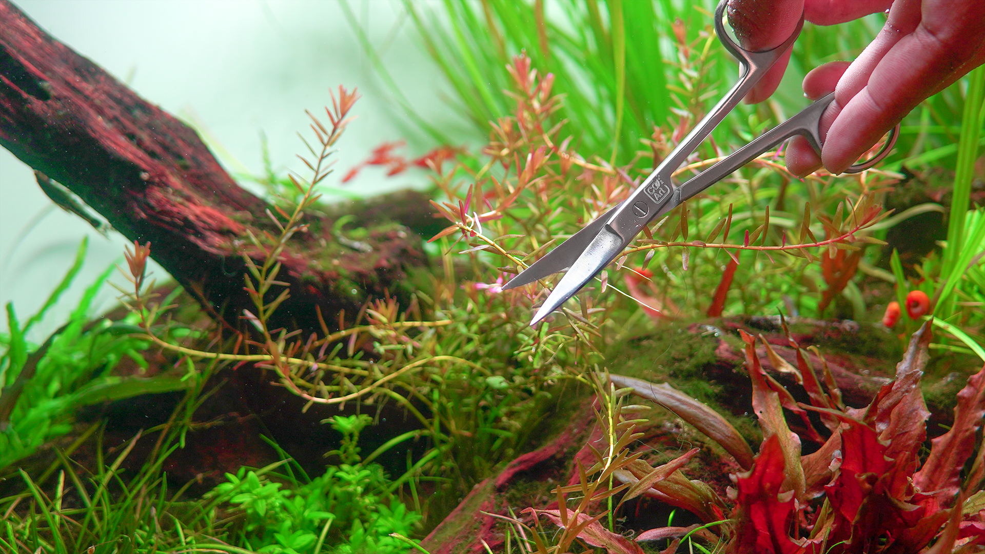 trimming aquarium plants