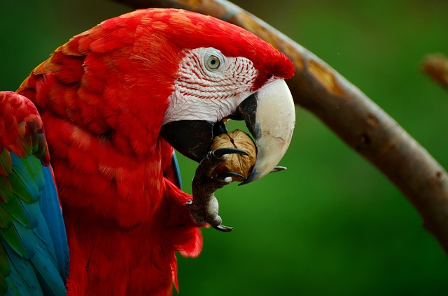 era, parrot, light red macaw, birds that start with R 