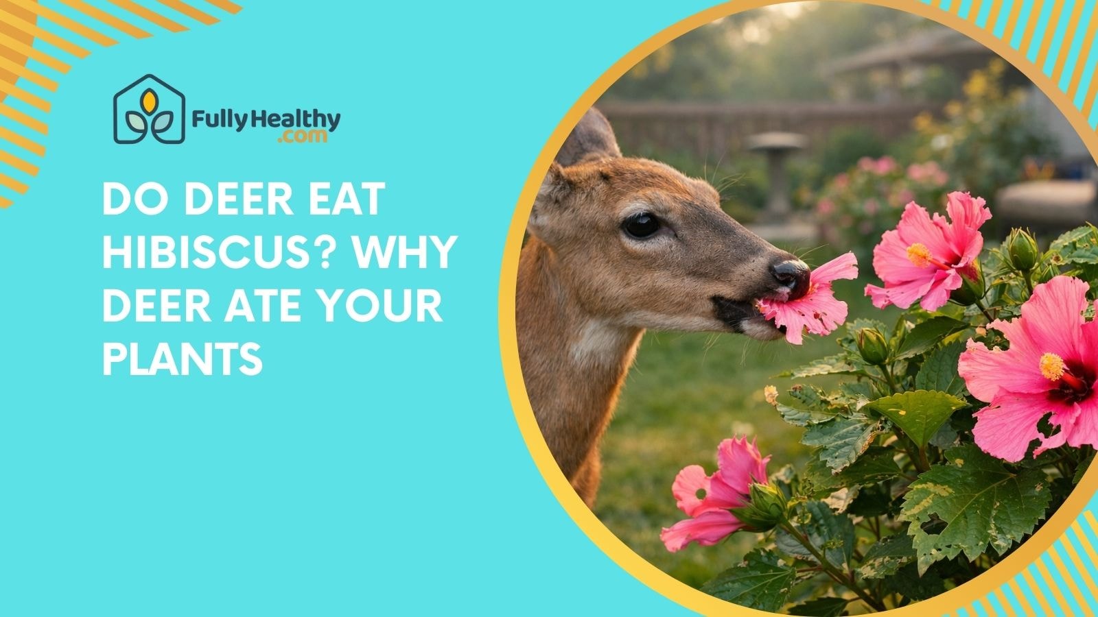Do Deer Eat Hibiscus? Why Deer Ate Your Plants
