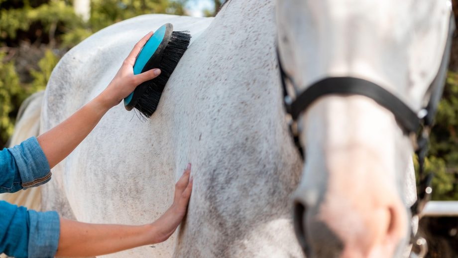 Grooming a Gypsy horse