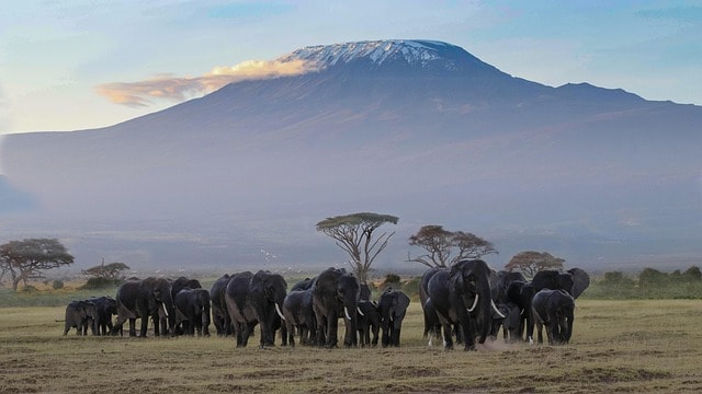 africa, kenya, amboseli, safari, wildlife, wilderness, nature, national park, landscape, savannah, elephants, kilimanjaro, elephant herd, kenya, amboseli, kilimanjaro, kilimanjaro, kilimanjaro, kilimanjaro, kilimanjaro