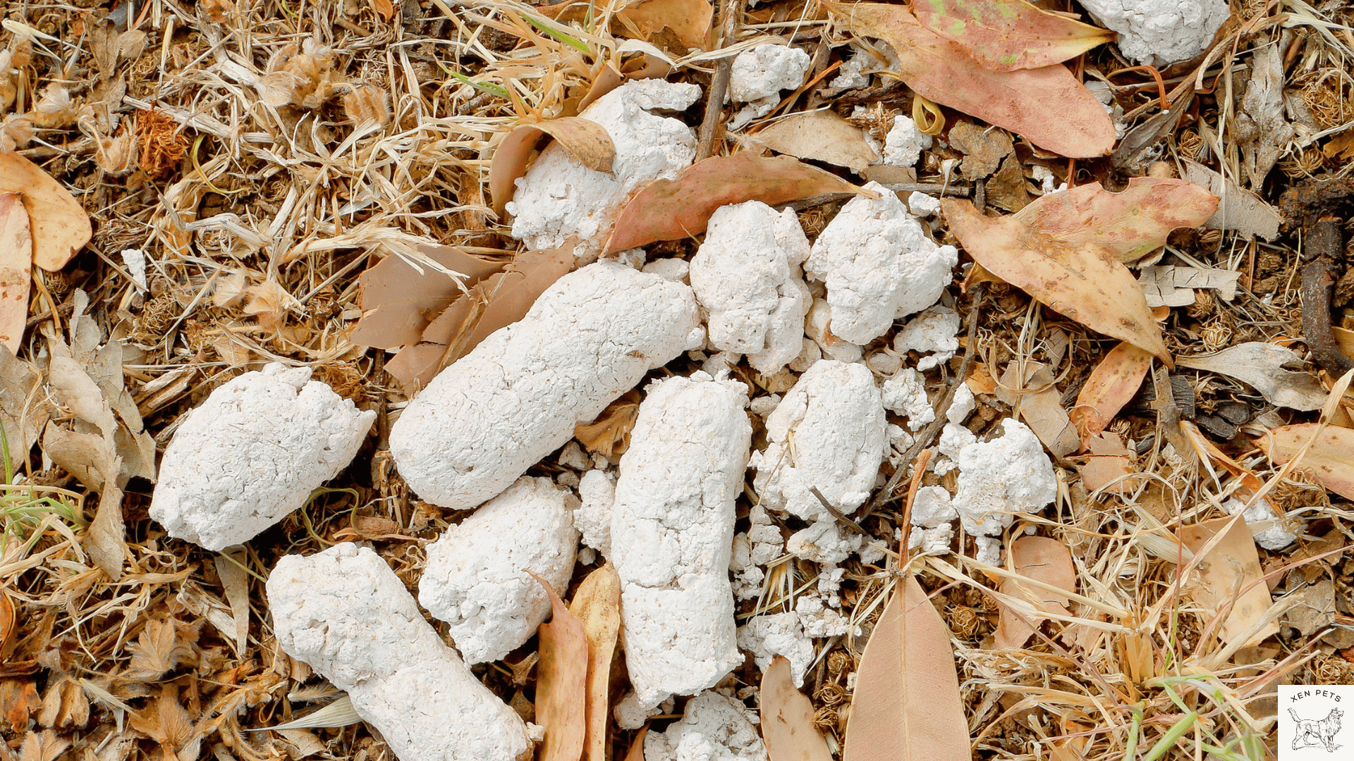 white dog poop