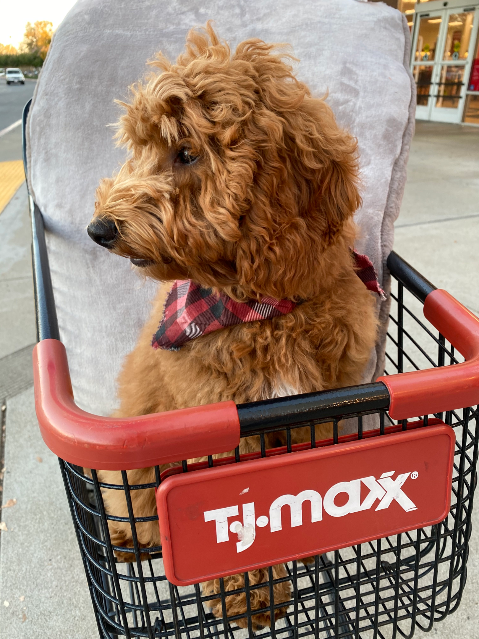 Image showing a dog in a TJ Maxx shopping cart. 