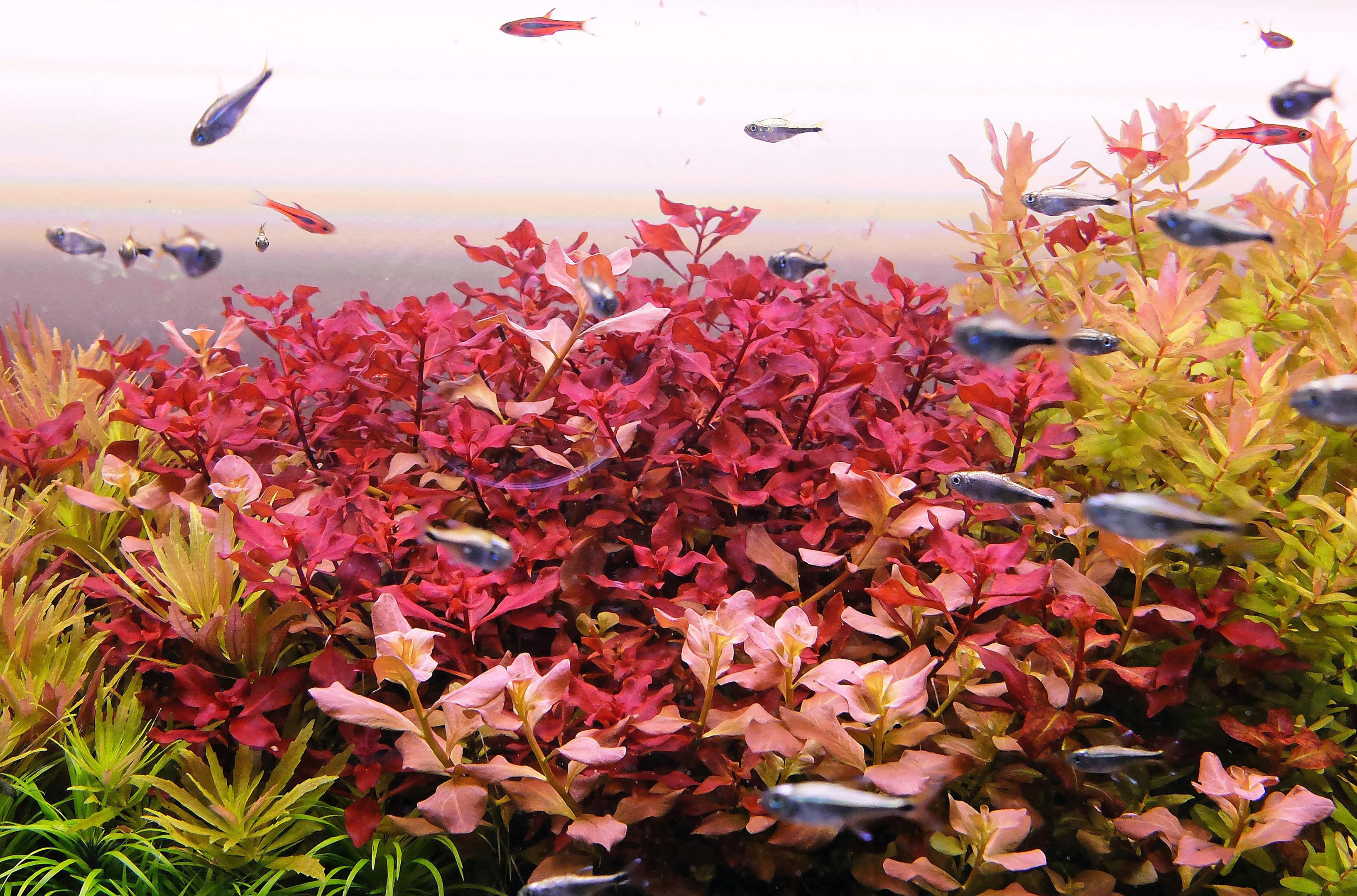 Close-up of Ludwigia super red with Ludwigia ovalis in front