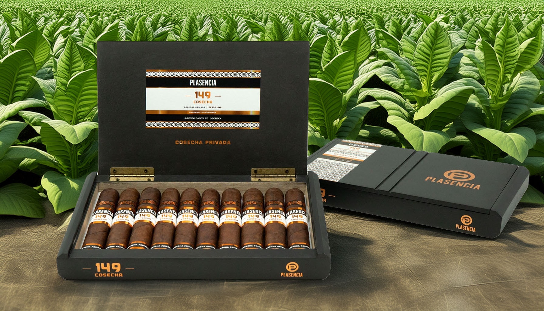 An assortment of top Plasencia cigars displayed in a tobacco field.