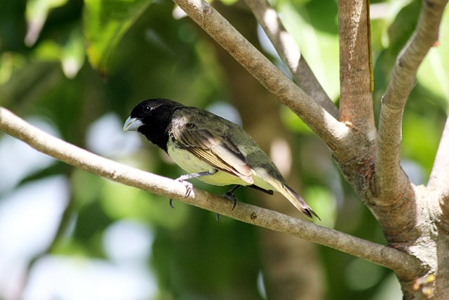 yellow-bellied seedeater, Birds that start with V