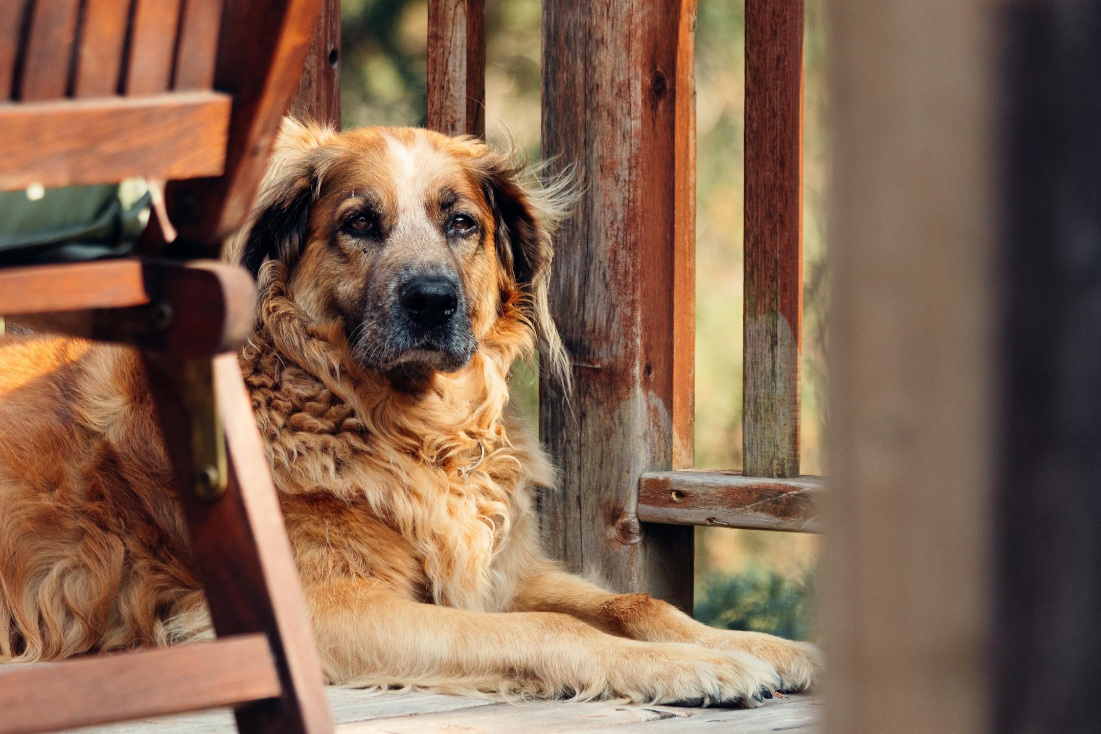 Older dog relaxing at home on the porch