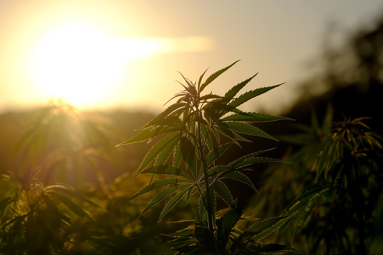The hemp plant is widely misunderstood, but contains endless benefits.