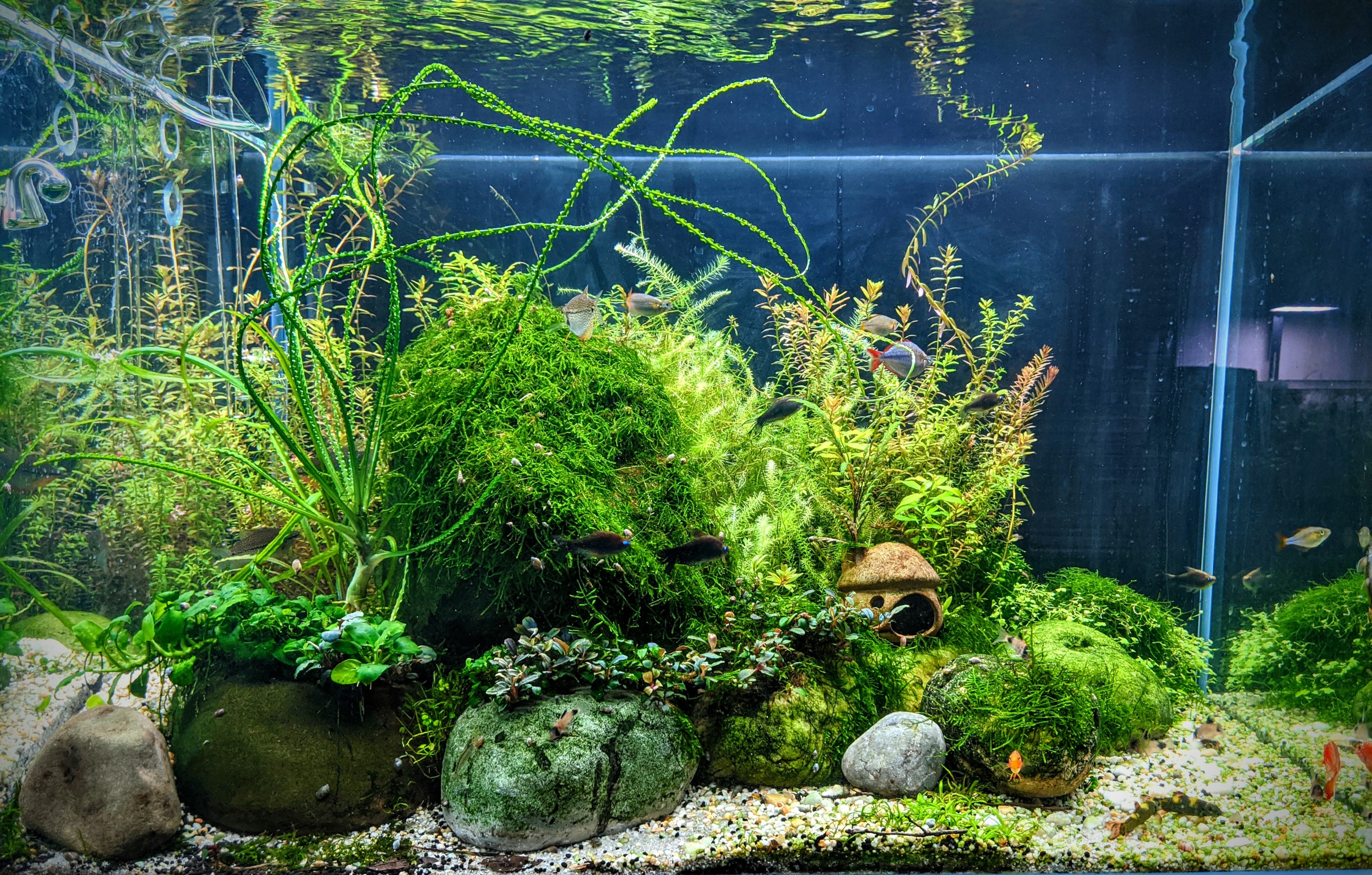 Keeping fish can also evoke a creativity in your kids