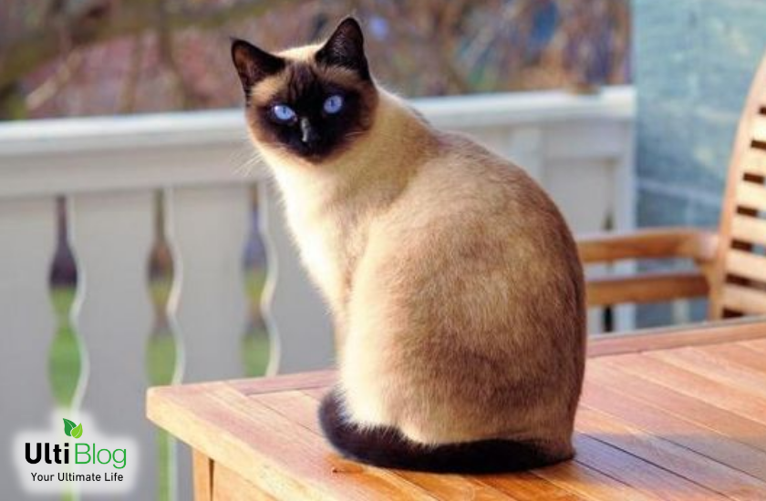 Image credit: Pinterest in a post about Siamese Ragdoll Cat 