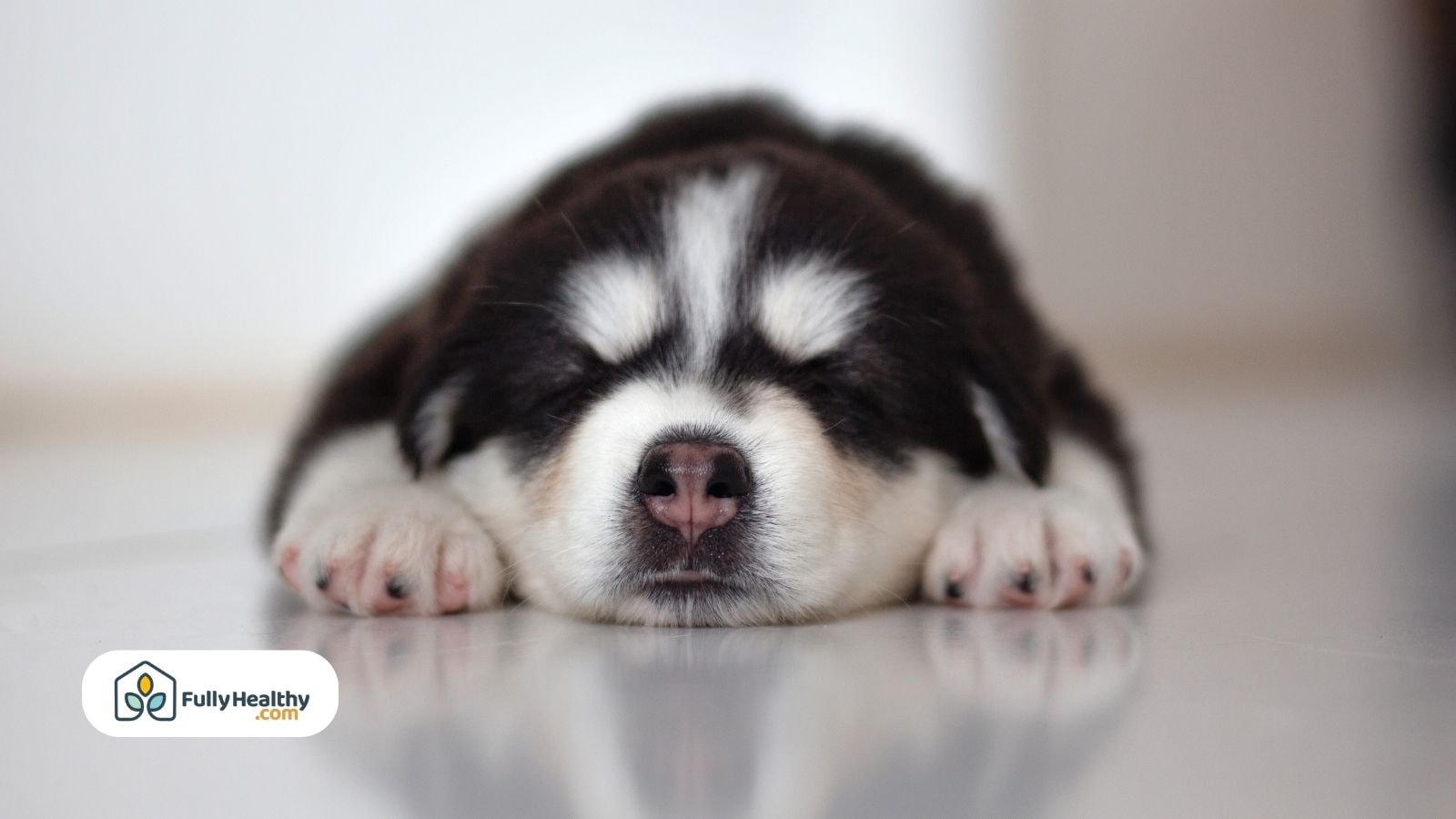 Sleeping black and white husky puppy on clean white floor