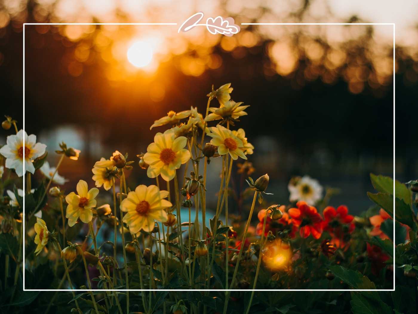 Bright yellow flowers basking in the warm glow of the setting sun in a peaceful garden. Fabulous Flowers and Gifts.